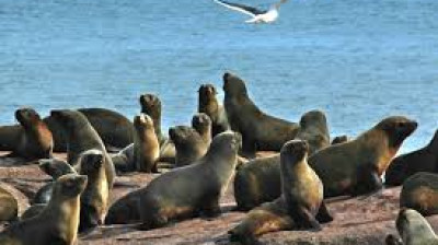 Seelöwen greifen Touristen in den Vereinigten Staaten an