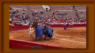 LUIS MARTÍNEZ❤️NOVILLADAS 2024❤️PLAZA DE TOROS "LA MÉXICO"❤️