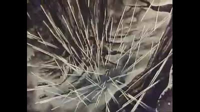 13 Sasuke, il piccolo ninja - Jigensai lo stregone