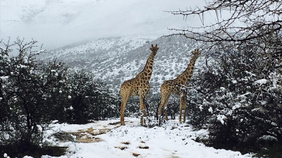 Schneefall in Südafrika im Juli!!!!