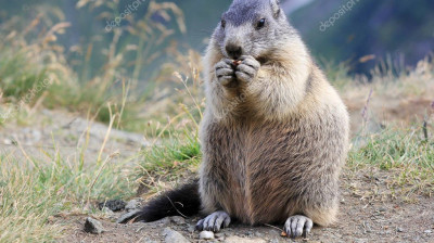 Une marmotte vole les cacahuètes de quelques enfants