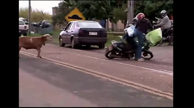 Videos de risa, ¡Oveja Furiosa Ataca a Todos!