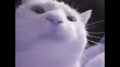 Cat bobbing its head to music