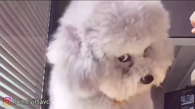 Un chien attaque une caméra de sécurité