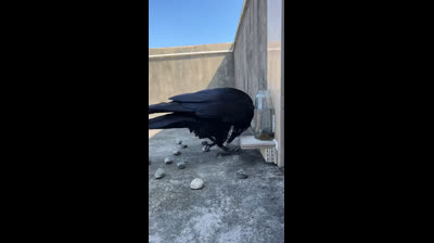 +2348125909477 Instant Death Spell Caster. I Need A Working Black Magic Instant Death Spell Caster. I Need Instant Death Spell Caster To Cast A Revenge Spells On Your Ex Lover Secretly Overnight. I Need Instant Death Spell Caster With Guarantee Results An