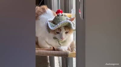 Stürze und Lachen: Das Beste des Jahres 2024