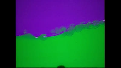 Baby Einstein Baby Mozart Music Festival 2004 DVD