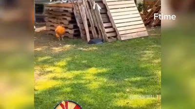 Kurze lustige Videos, die dich zum Weinen vor Lachen bringen