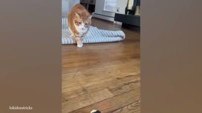 Die lustigsten und kürzesten Videos für ununterbrochenes Lachen