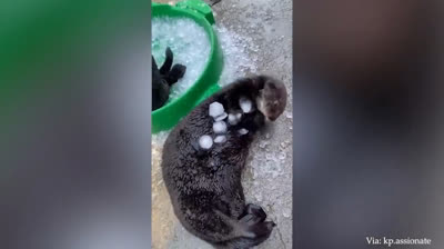 Verpasse nicht diese kurzen lustigen Videos voller Spaß