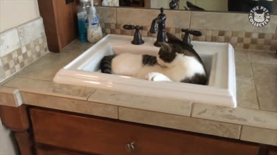 Sofortiger Spaß mit diesen kurzen lustigen Videos