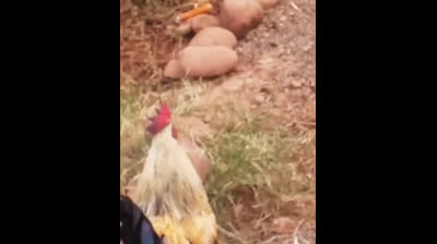 Le chant du coq matinal