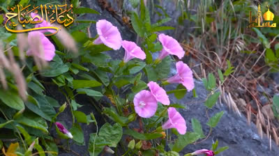 دعاء الصباح بصوت جميل هادئ مريح للقلب ? يكفي همك ويفرج كربك ويوسع رزقك بإذن الله Sabah Morning dua