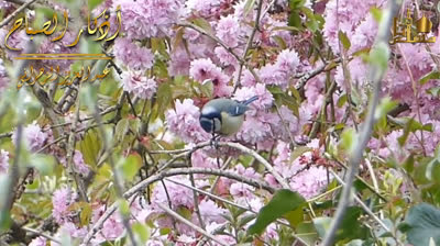 اذكار الصباح بصوت جميل ? إذا قلته كفاك الله ورزقك من حيث لا تحتسب _ عبد العزيز الزهراني