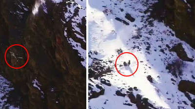 Unglaublicher Sturz eines Schneeleoparden bei der Jagd