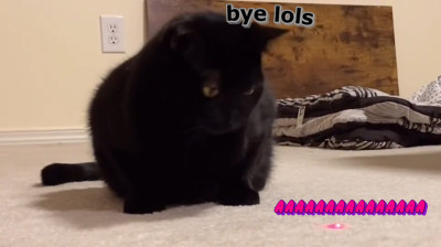 Black cat tries to catch the laser pointer