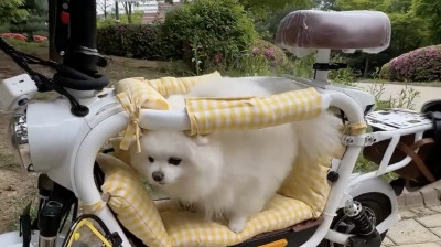 Fahrrad zum Transportieren deines Hundes