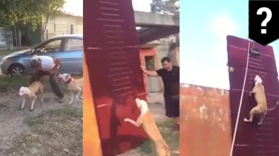 Die Hunde der Anderen vs Mein Hund