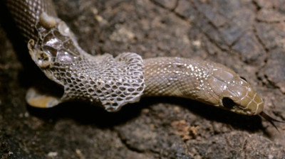 Der genaue Moment, in dem eine Schlange ihre Haut abwirft