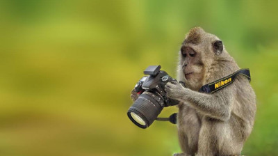 Das passiert, wenn man einem Affen eine Kamera gibt