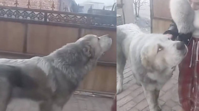 Das ist die Größe eines asiatischen Schäferhundes