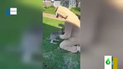 Ein Känguru verwechselt einen verkleideten Mann mit seiner Mutter.