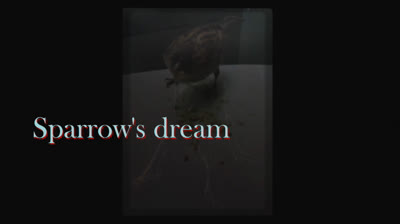 Sparrow's dream.
