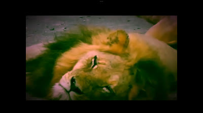 The Lion King 2 Simba ś pride life action Simba ś nightmare