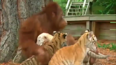 Ein Orang-Utan spielt mit Tigerjungen