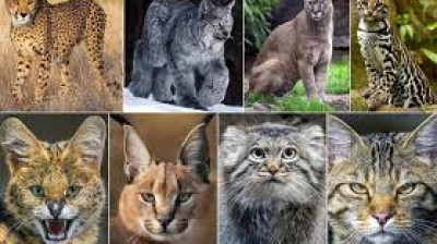 Die schönsten Raubkatzen der Welt