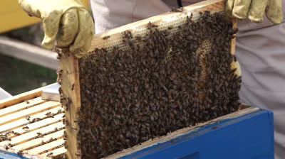 How Honey Is collected