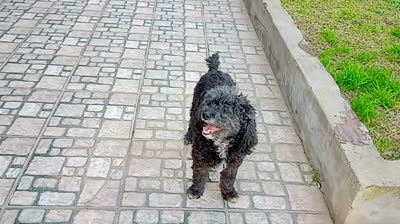 Novia Cumbianchera Me faltan tus besos canta Giselle Romina Castillo Vargas