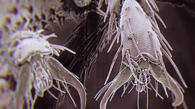 Cagaster Insect Cage 2020 epi 04