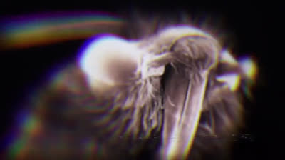 Cagaster Insect Cage 2020 epi 12