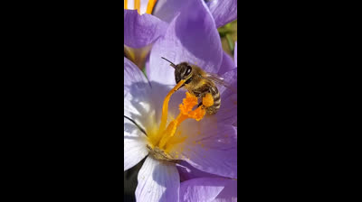 DESPERTAD!! LOS CHEMTRAILS ESTÁN EXTERMINANDO A LAS  ABEJAS ⚠️ ¿Sabías que una cucharada de miel es suficiente para mantener viva a una persona durante 24 horas?